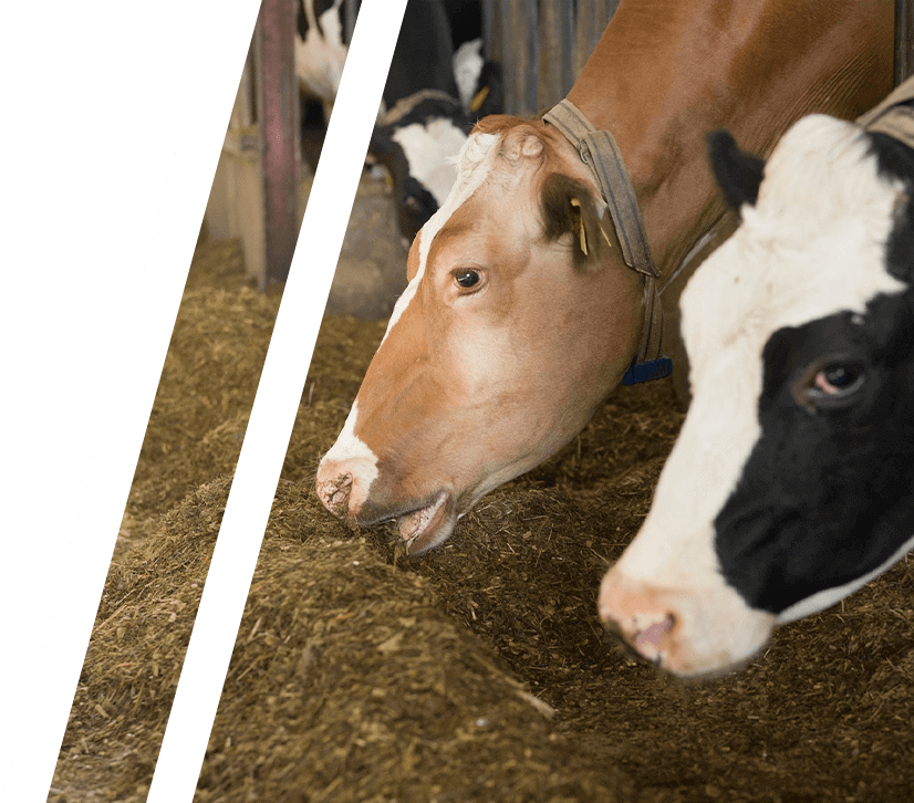 Διατροφή ζώων