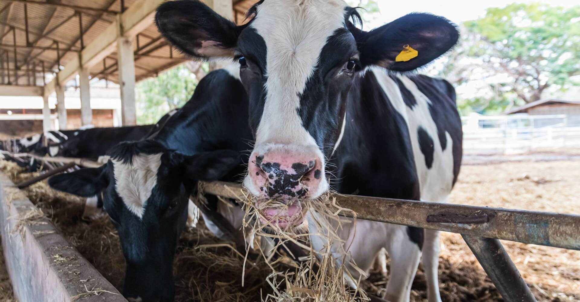 Εξειδικευμένα Λίπη για Μηρυκαστικά