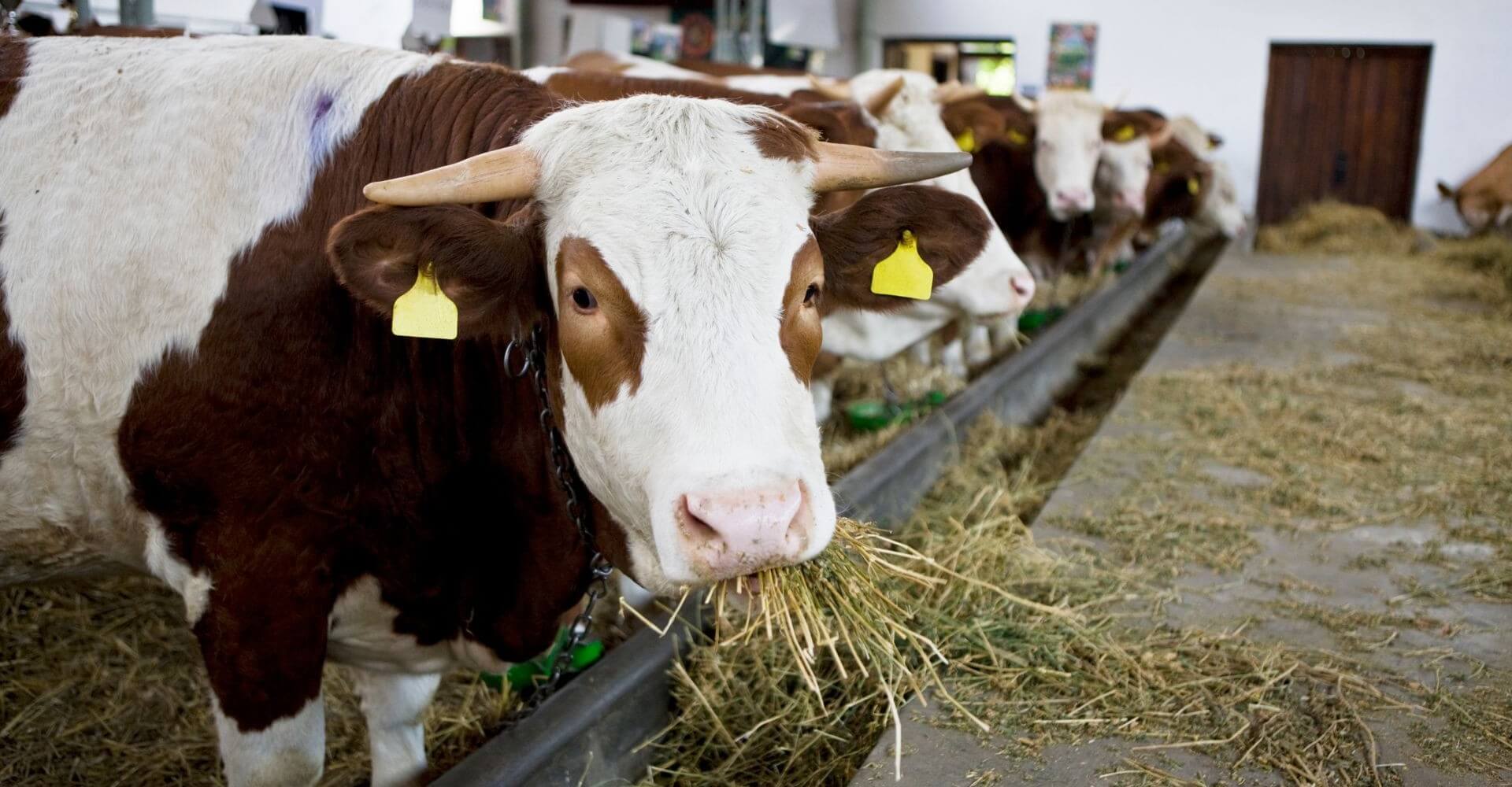 Η Σημασία της Εξατομικευμένης Διατροφής για Βελτίωση της Παραγωγικότητας στα Εκτροφεία