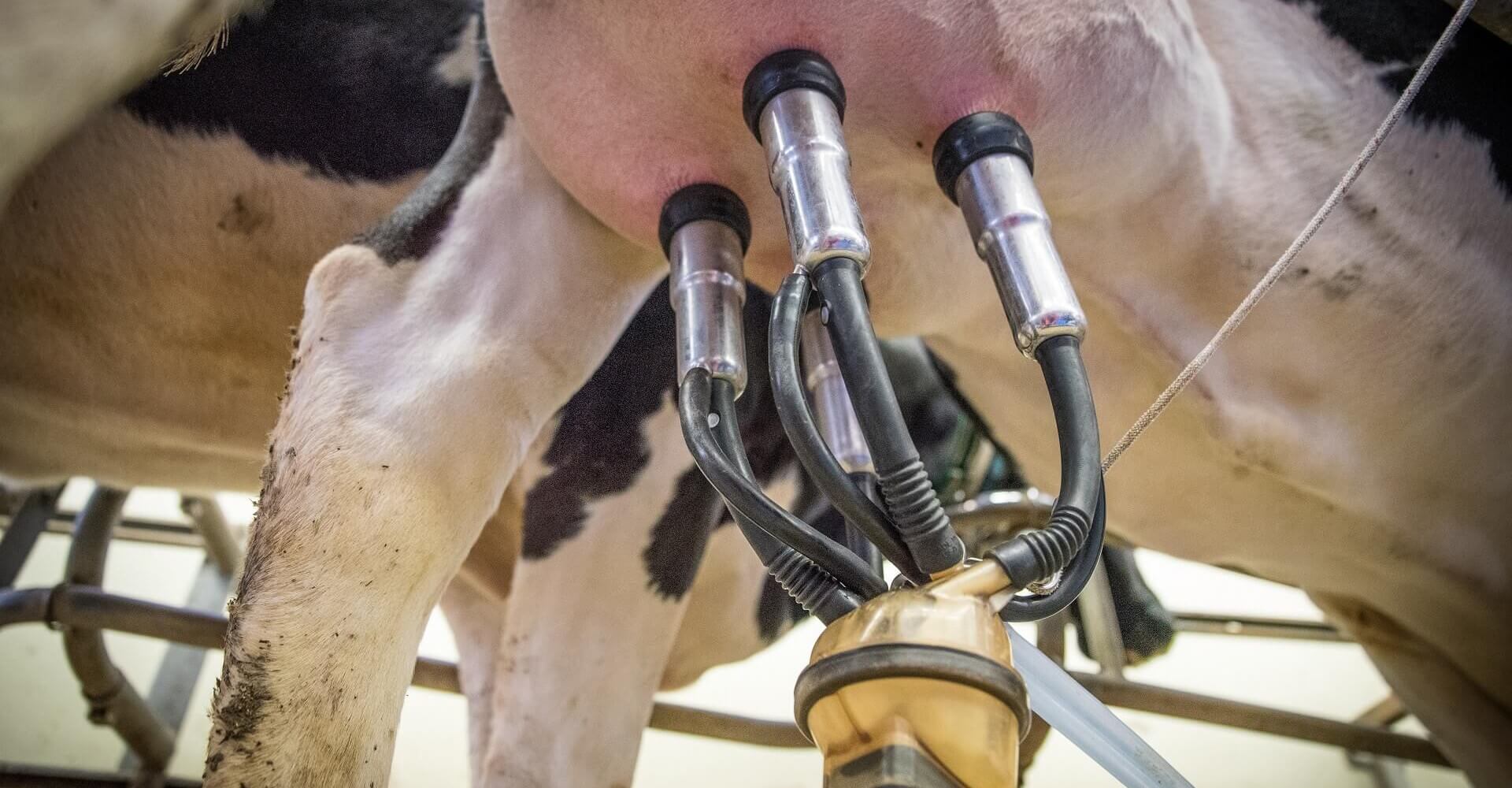 Απολυμαντικά & Υγιεινή Εκτροφής