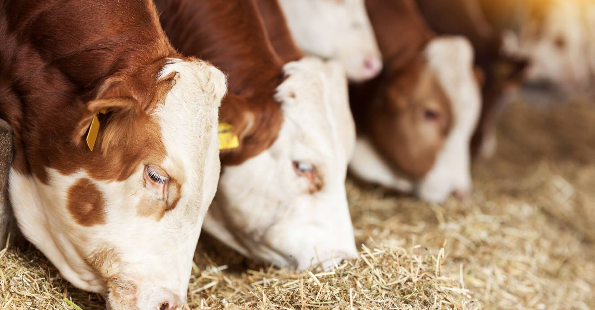 Προβιοτικά & Μυκοδεσμευτικά