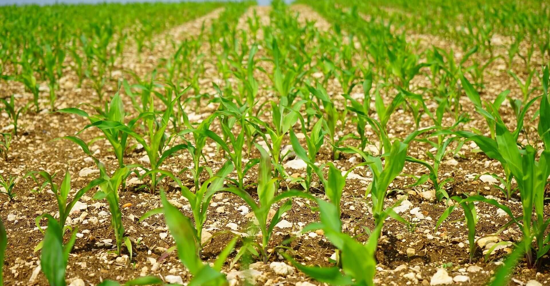 Σπόροι Κτηνοτροφικών Φυτών