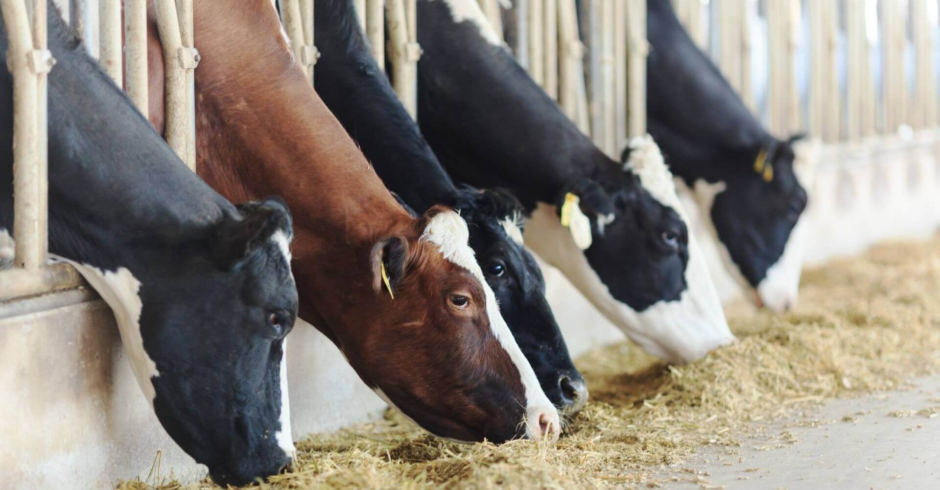 ΙΣΟΛΟΓΙΣΜΟΙ