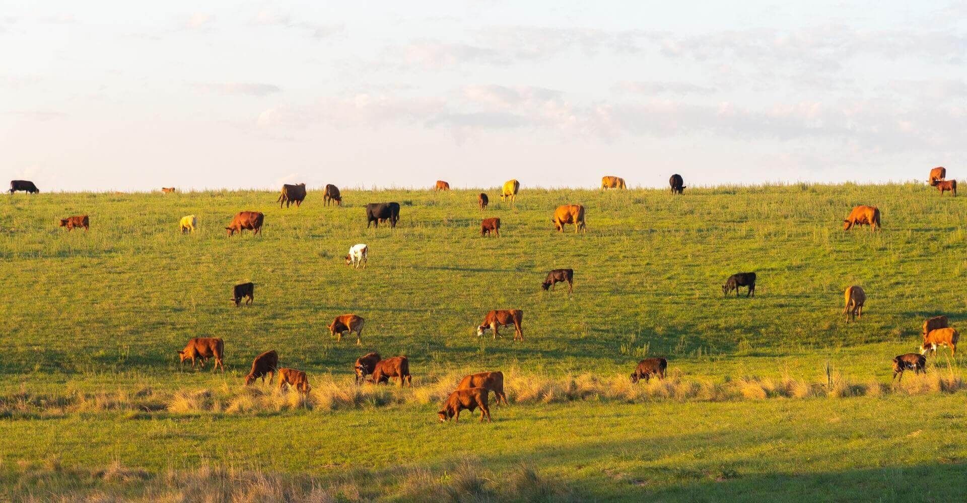 Όροι Χρήσης